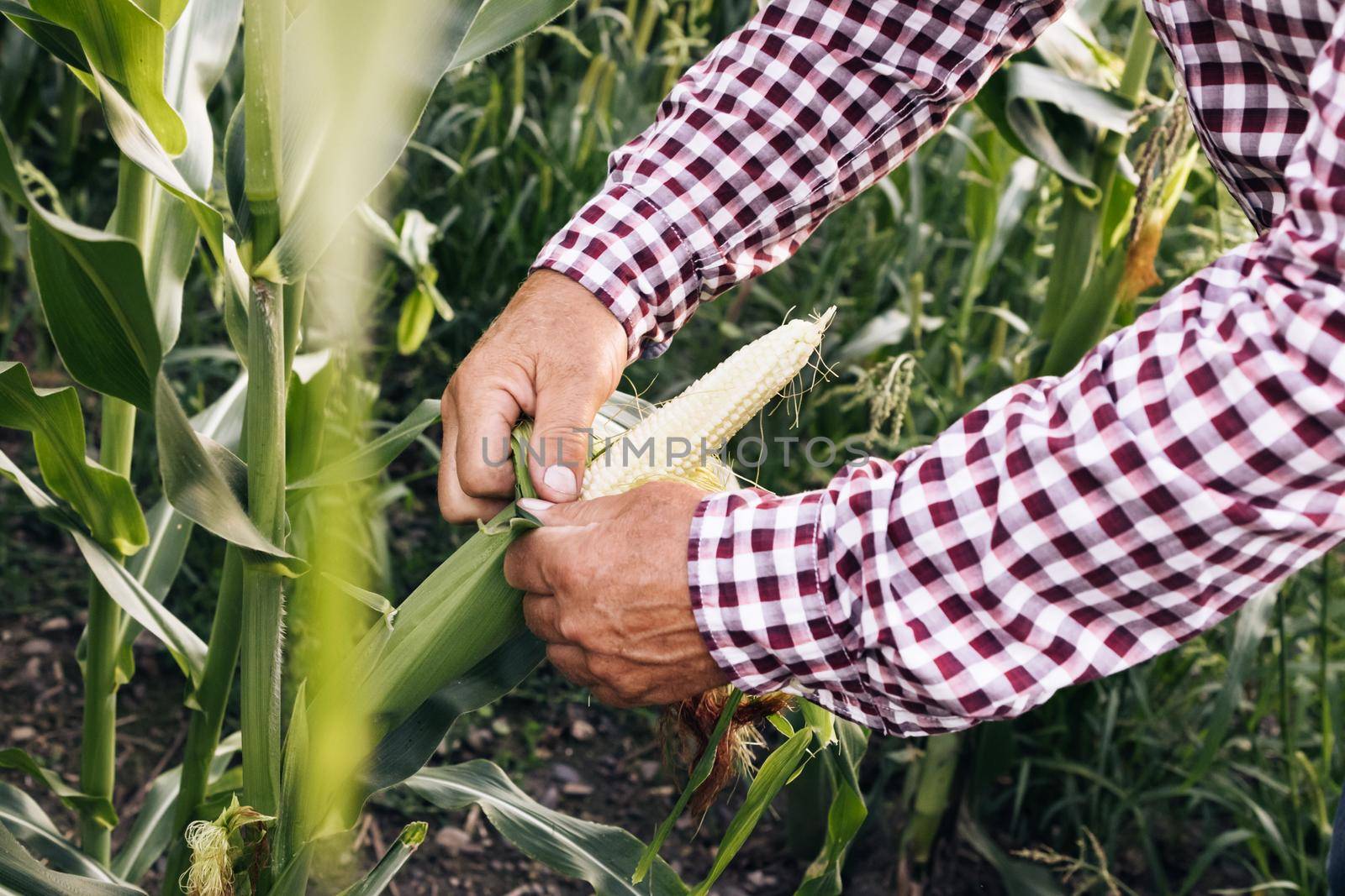 Agriculture Corn Farm Harvest. Golden Corn Growing. Ecological Farmer, Organic Horticulture, Producing Food And Crops, Organic Farming, Agricultural Land Area. Farmers Work Corn Field. Corn Harvest by uflypro