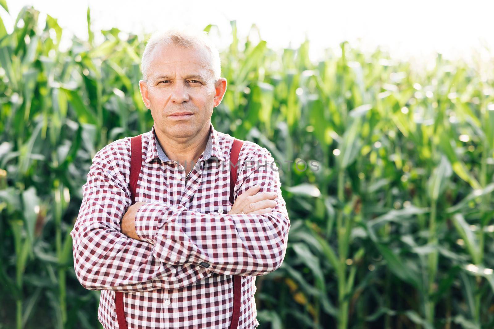 Portrait Caucasian Farmer Man in Plaid Shirt Looking in Corn Field. Farmland Sunset Landscape Agriculture. Portrait Farmer Man Standing in Corn Field. Farm Worker by uflypro