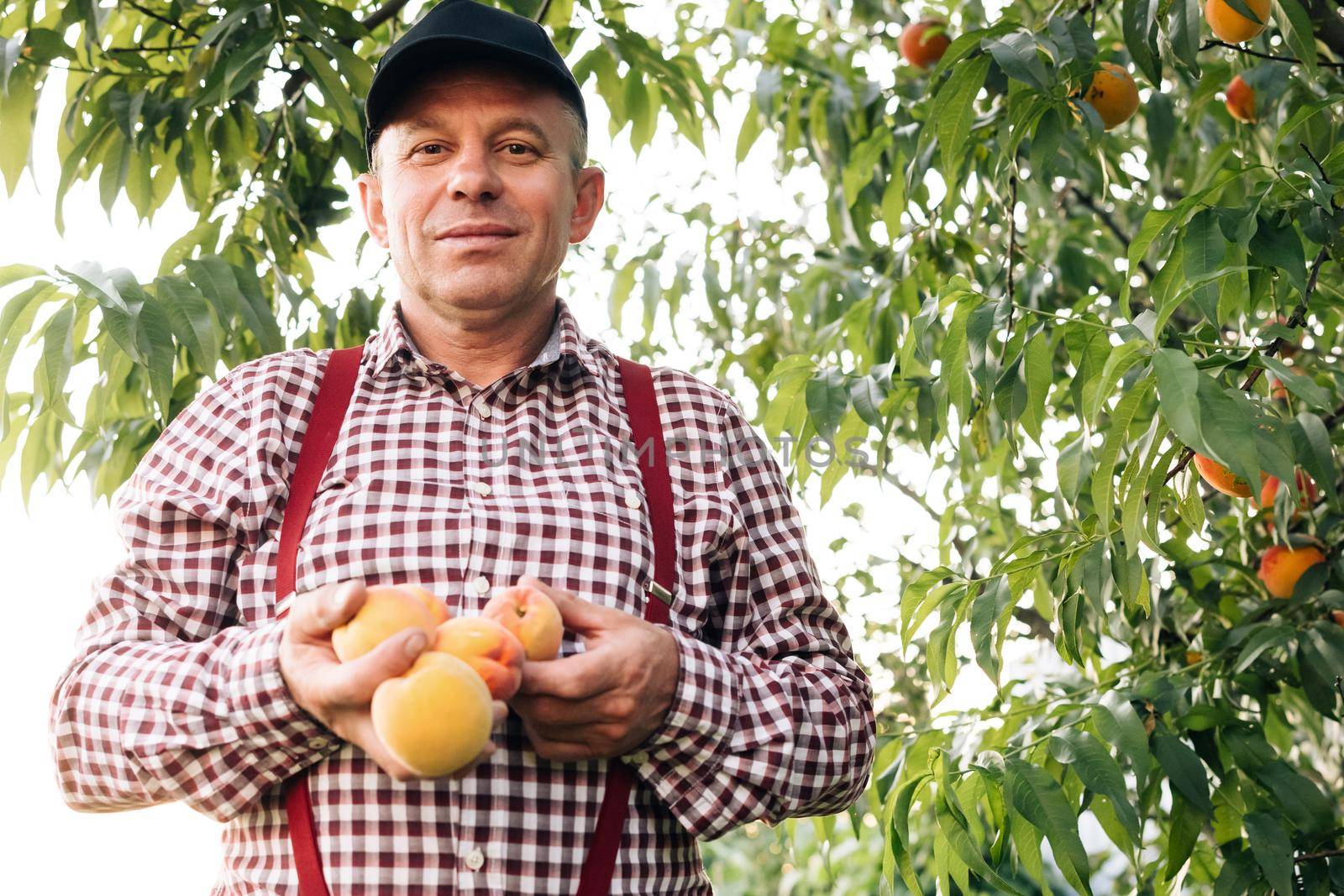 Portrait of a senior man in peaches garden confidently looking at the camera. Male hands hold several fresh beautiful peach fruit in palms on sunny day. Peach fruit. Harvest time by uflypro