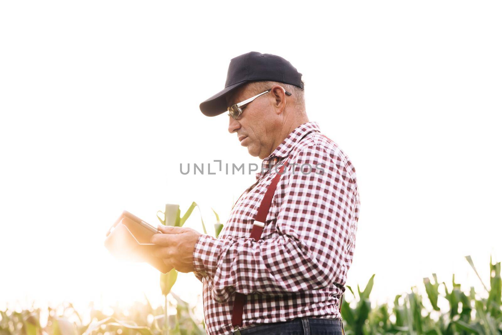 Farmer agronomist in field corn at sunset. Ecoculture farm. Senior farmer, business owner looks in tablet in field corn. Senior agronomist with tablet in hands. Farmer agronomist checks eco-crops. by uflypro