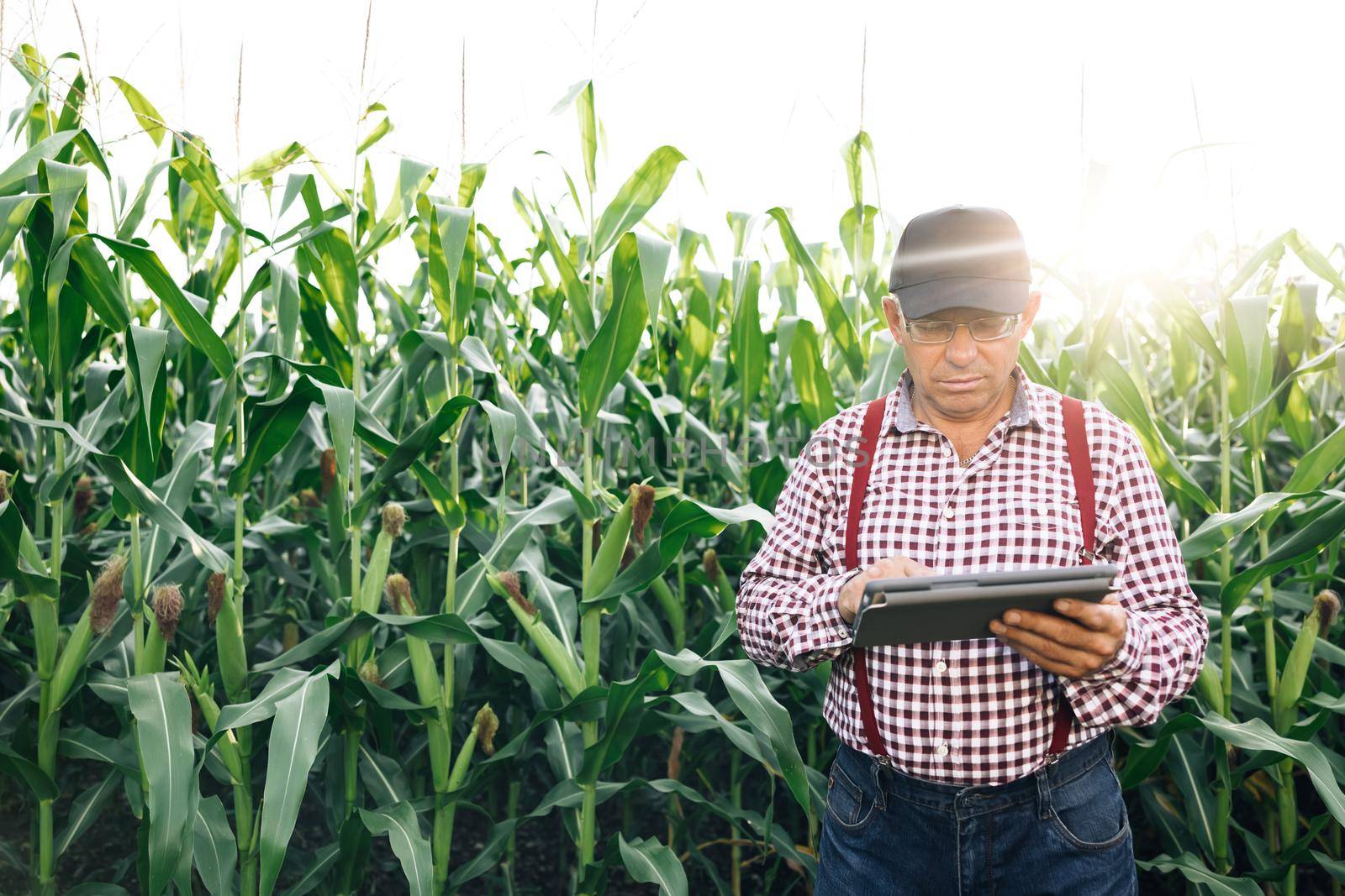 Farmer inspects corn growth walking through the field. Fresh green corn field. Digital tablet in man's hand. Working in field harvesting crop. Agriculture concept. by uflypro