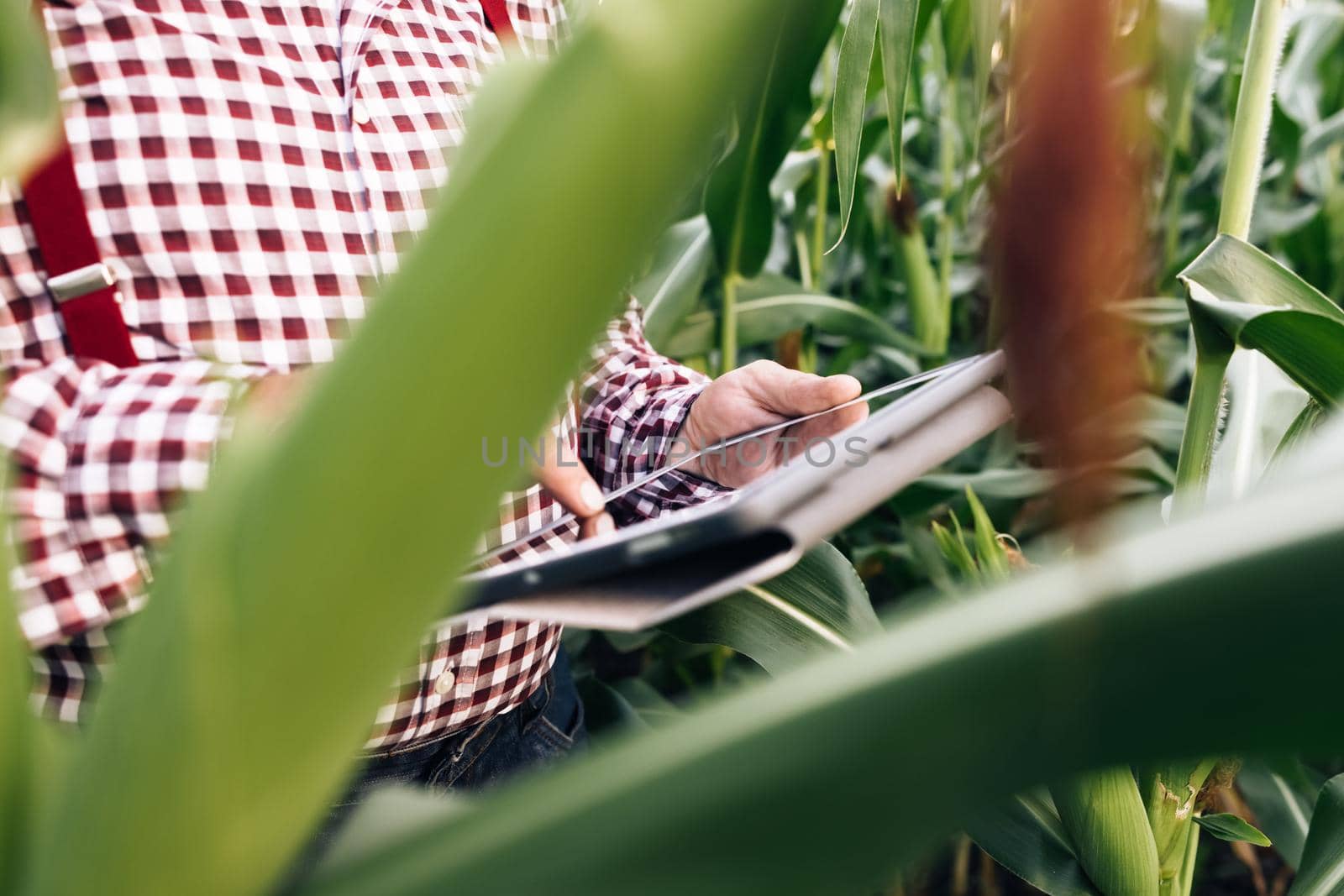 Concept modern technology application in agricultural growing activity. Farmer using digital tablet computer in corn field at sunset. Corn in the background by uflypro