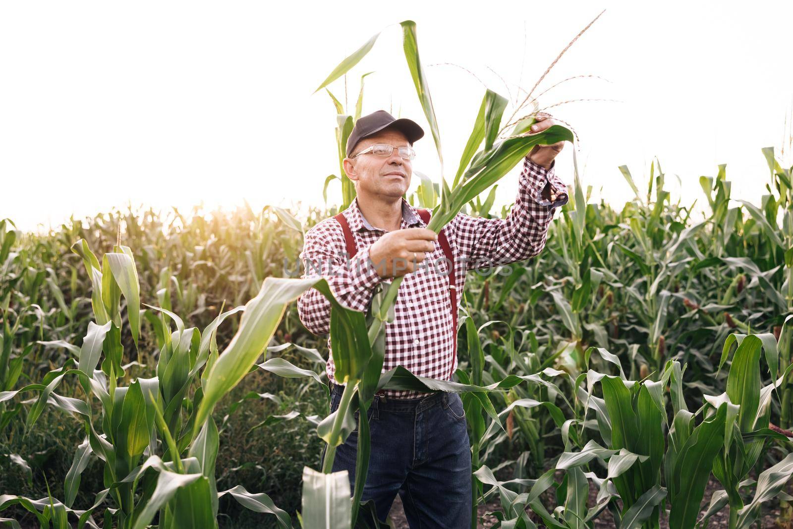 Male hand examining young corn plants. Farmer holds young corn leaves in his hand. Corn Maize Agriculture Nature Field. Agricultural products of farm corn. Farmer checks the harvest on the field.