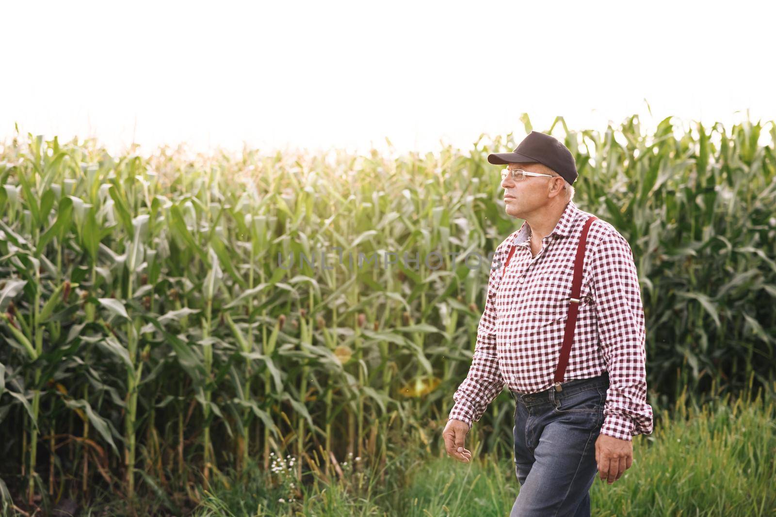 Senior man farmer working in a field with corn. Farmer agronomist checks eco-crops. Farmer man walks along a dirt road between agricultural fields of corn at sunset. Harvest inspection.