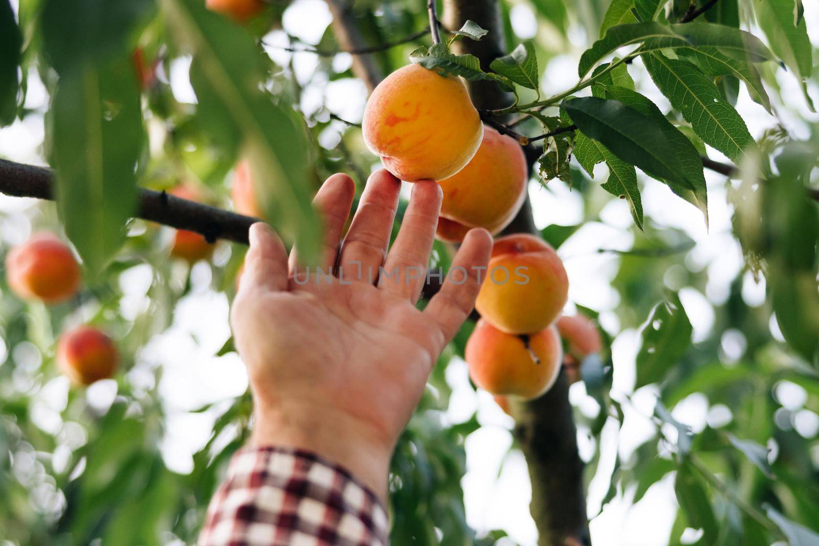 Fruit peach garden. Male picks big ripe peaches. Fruits ripen in the sun. Peach hanging on a branch in orchard. Fruit picking season. Male hand hold fresh beautiful peach fruit on sunny day by uflypro