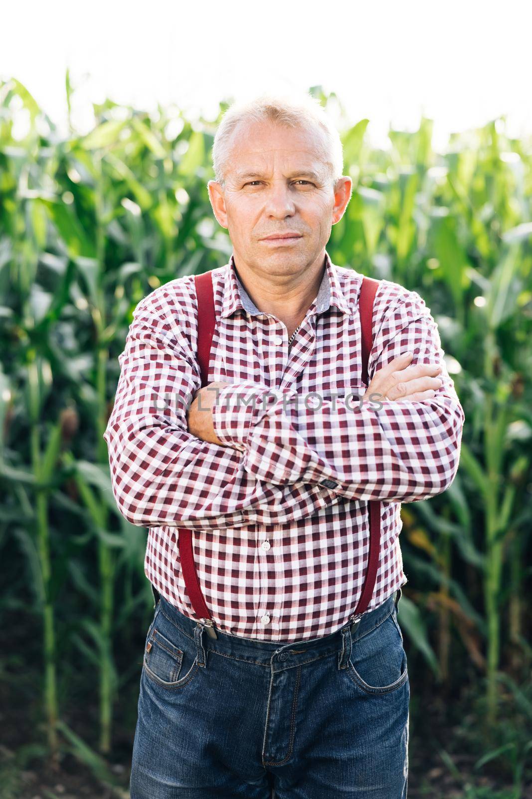 Portrait of man with crossing hands in the casual shirt in the farm on corn field background. Caucasian good looking man smiling to the camera by uflypro