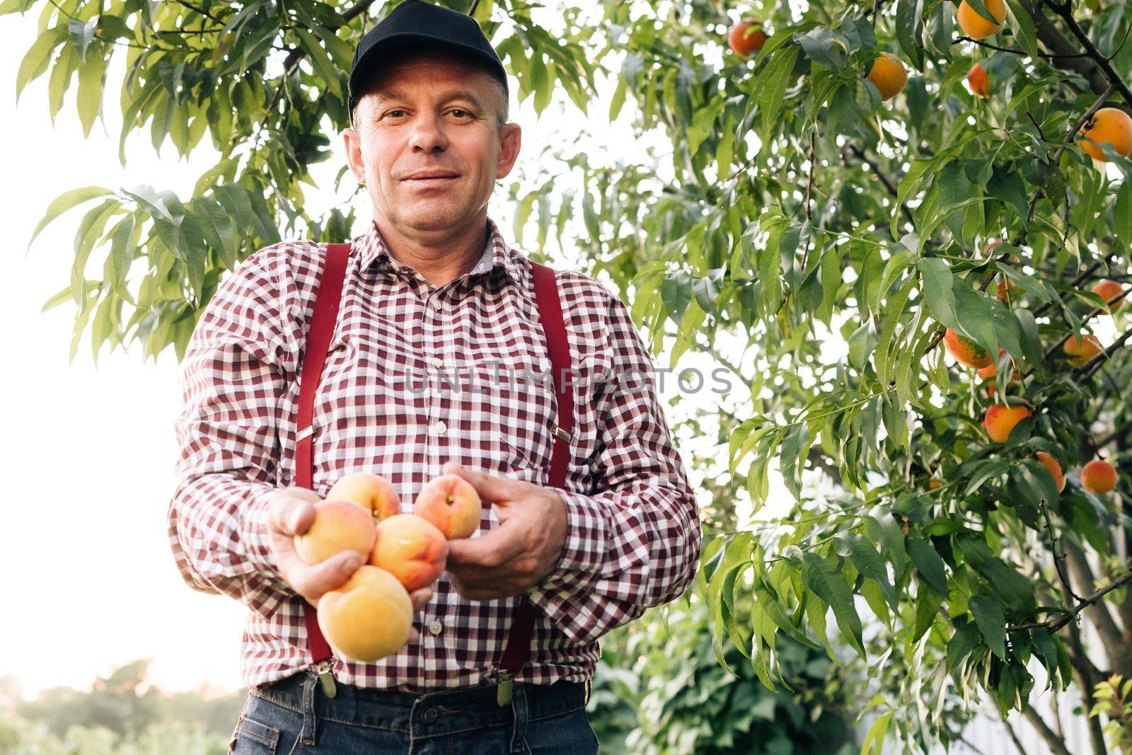 Portrait of a senior man in peaches garden confidently looking at the camera. Male hands hold several fresh beautiful peach fruit in palms on sunny day. Peach fruit. Harvest time by uflypro