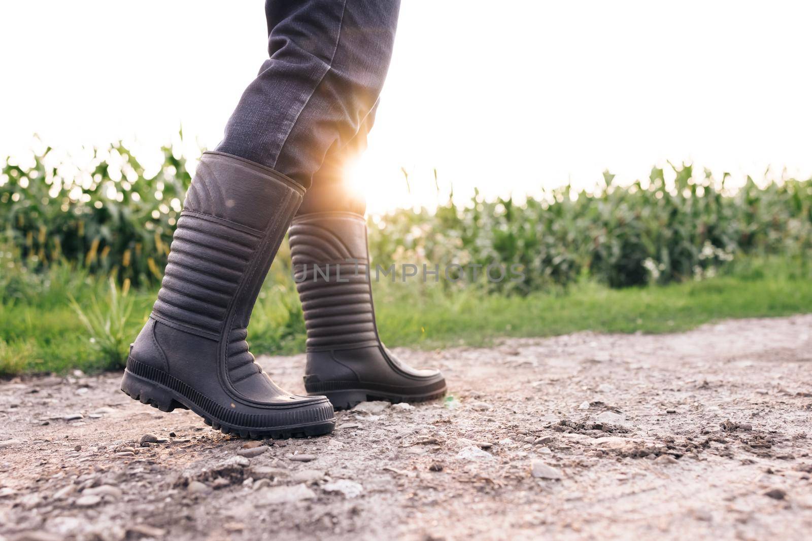 Male farmer in rubber boots walks along a country road near a corn field. Senior farmer worker goes home after harvesting end of the working day feet in rubber boots agriculture.