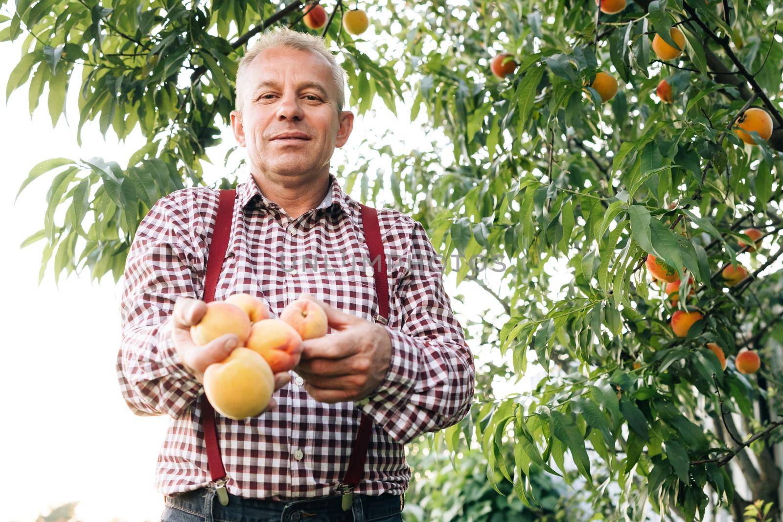 Male hands hold several fresh beautiful peach fruit in palms on sunny day. Portrait of a senior man in peaches garden confidently looking at the camera. Peach fruit. Harvest time by uflypro