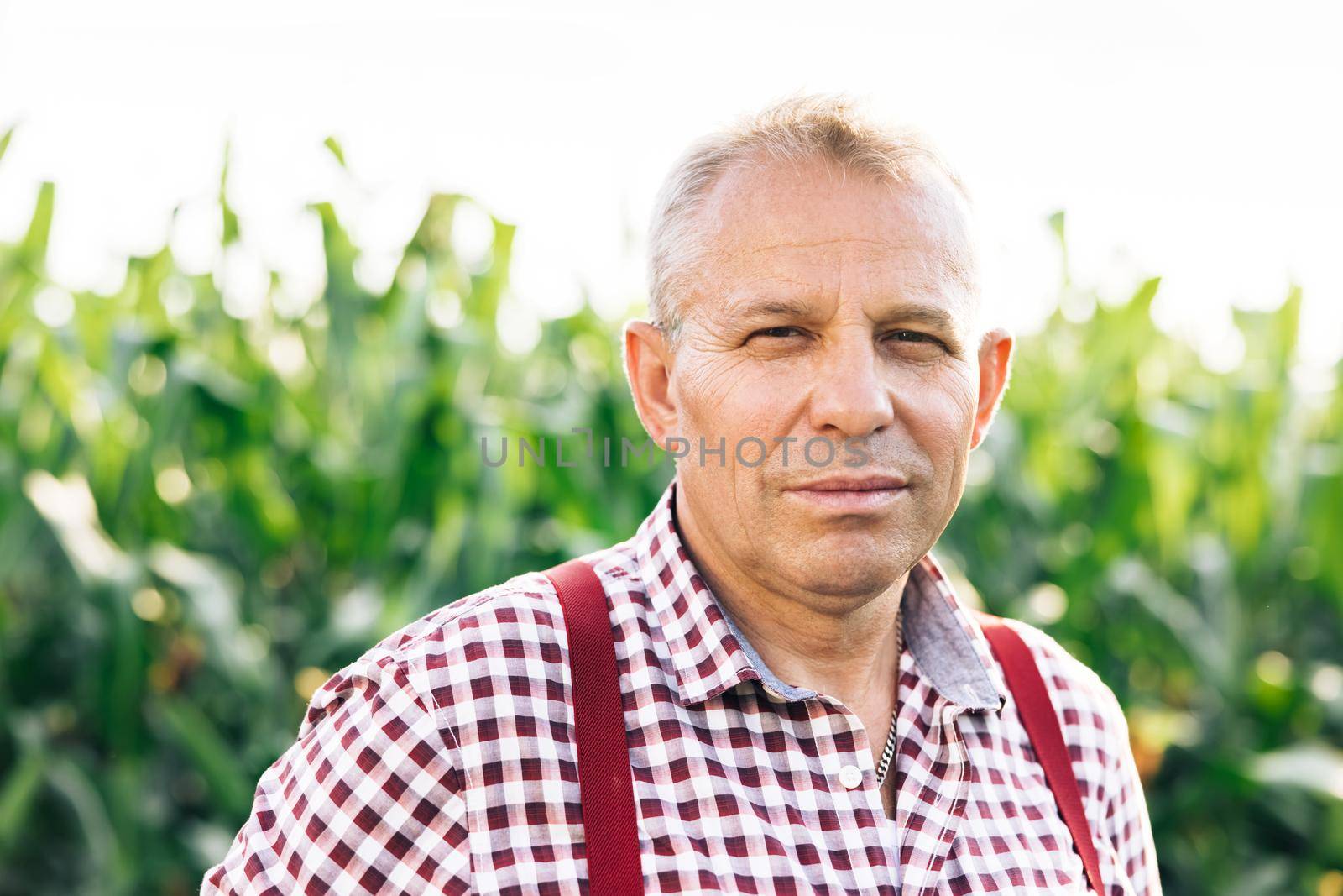 Aged and wrinkled old caucasian man pensioner standing on the corn field. Tired and sad elderly senior. Grandfather. Portraits. Male farmer outdoors in summer day by uflypro