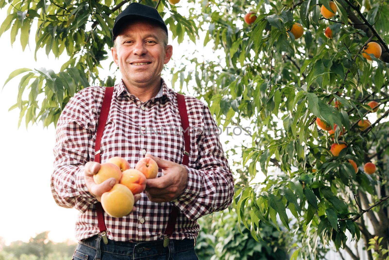 Portrait of a senior man in peaches garden confidently looking at the camera. Peach fruit. Male hands hold several fresh beautiful peach fruit in palms on sunny day. Harvest time.