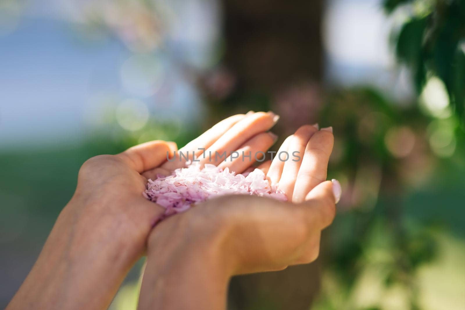 Rear view of gorgeous girl is holding pink flower petals in her hands. Blowing petals, windy weather. Girl blowing pink cherry blossom petals in her hands in cherry blossom forest.