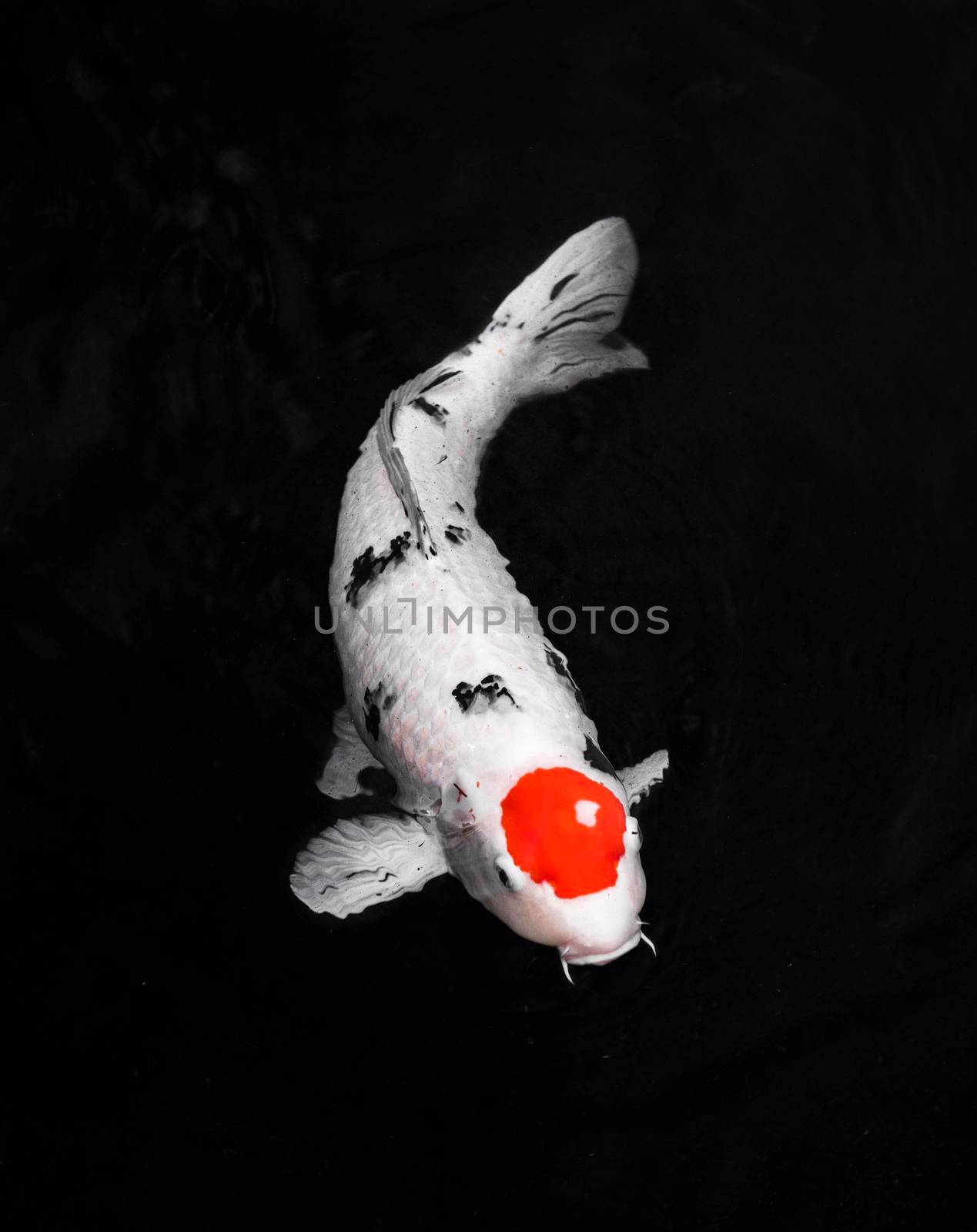 top view colorful koi fishes. High resolution photo