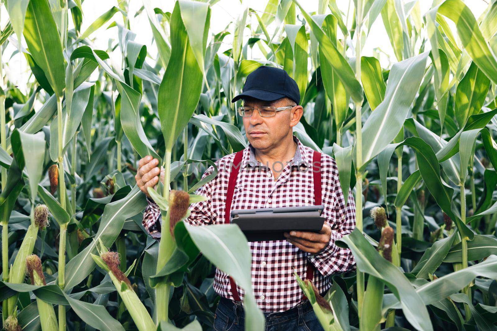 Farmer agronomist monitors the corn harvest. Front view of a corn field. A farmer agronomist in a green corn field checks organic products. Senior man farmer with digital tablet working in corn field by uflypro