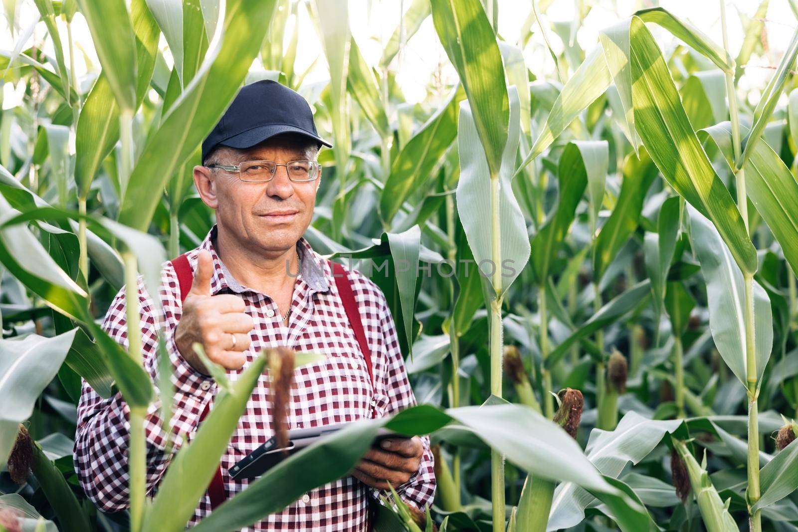 Portrait of caucasian senior man standing in green corn field, smiling cheerfully to camera and giving thumb up. Male farmer with smile outdoors in summer corn field.