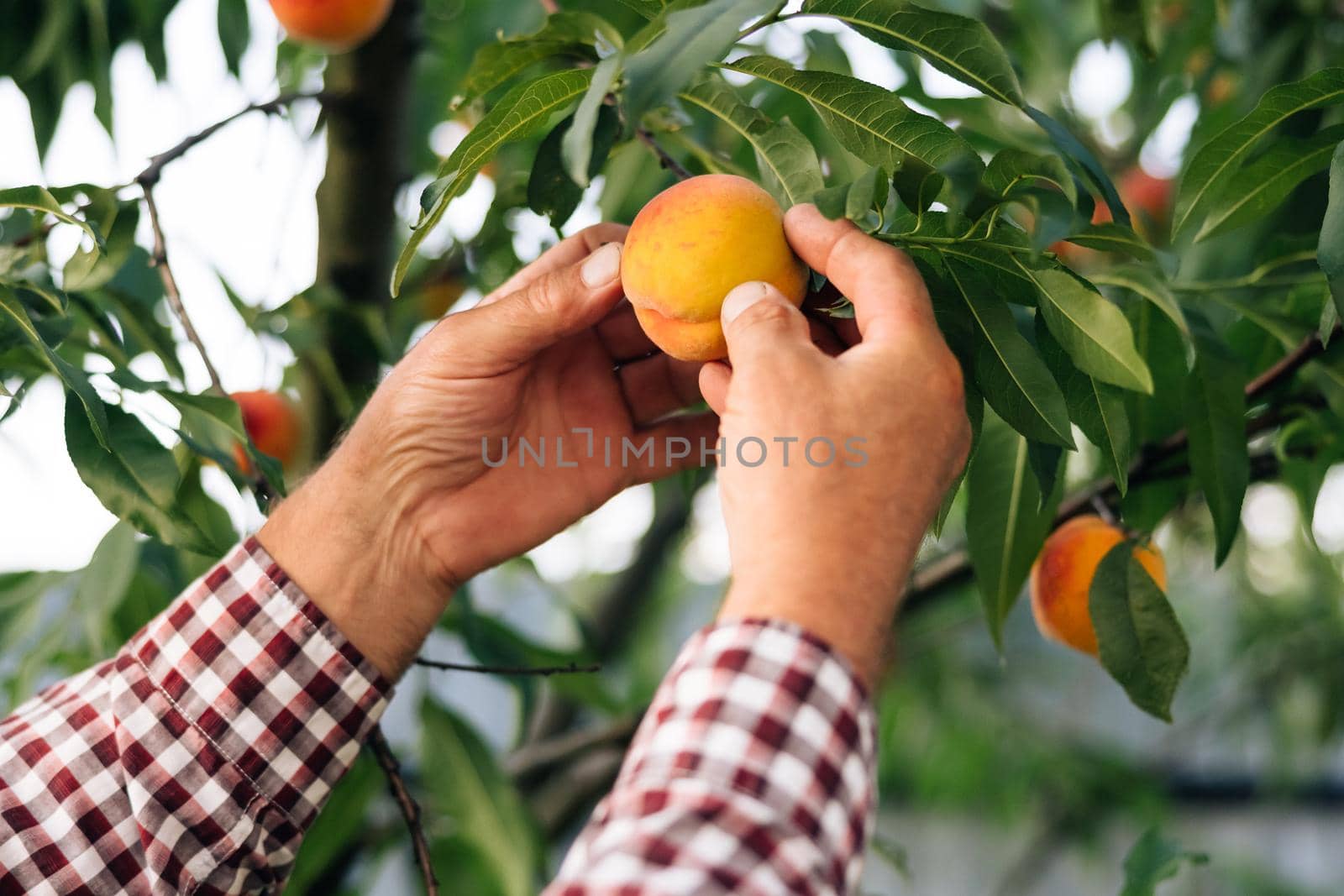 Side view of happy senior man in cap picking tasty peaches from trees. Mature farmer enjoying agricultural work during summer season by uflypro