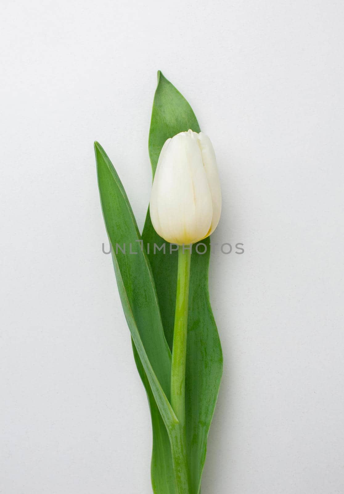 top view tulips flower. High resolution photo
