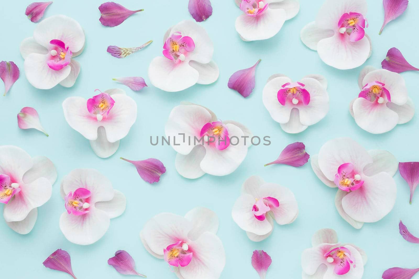top view arrangement pink orchids. High resolution photo