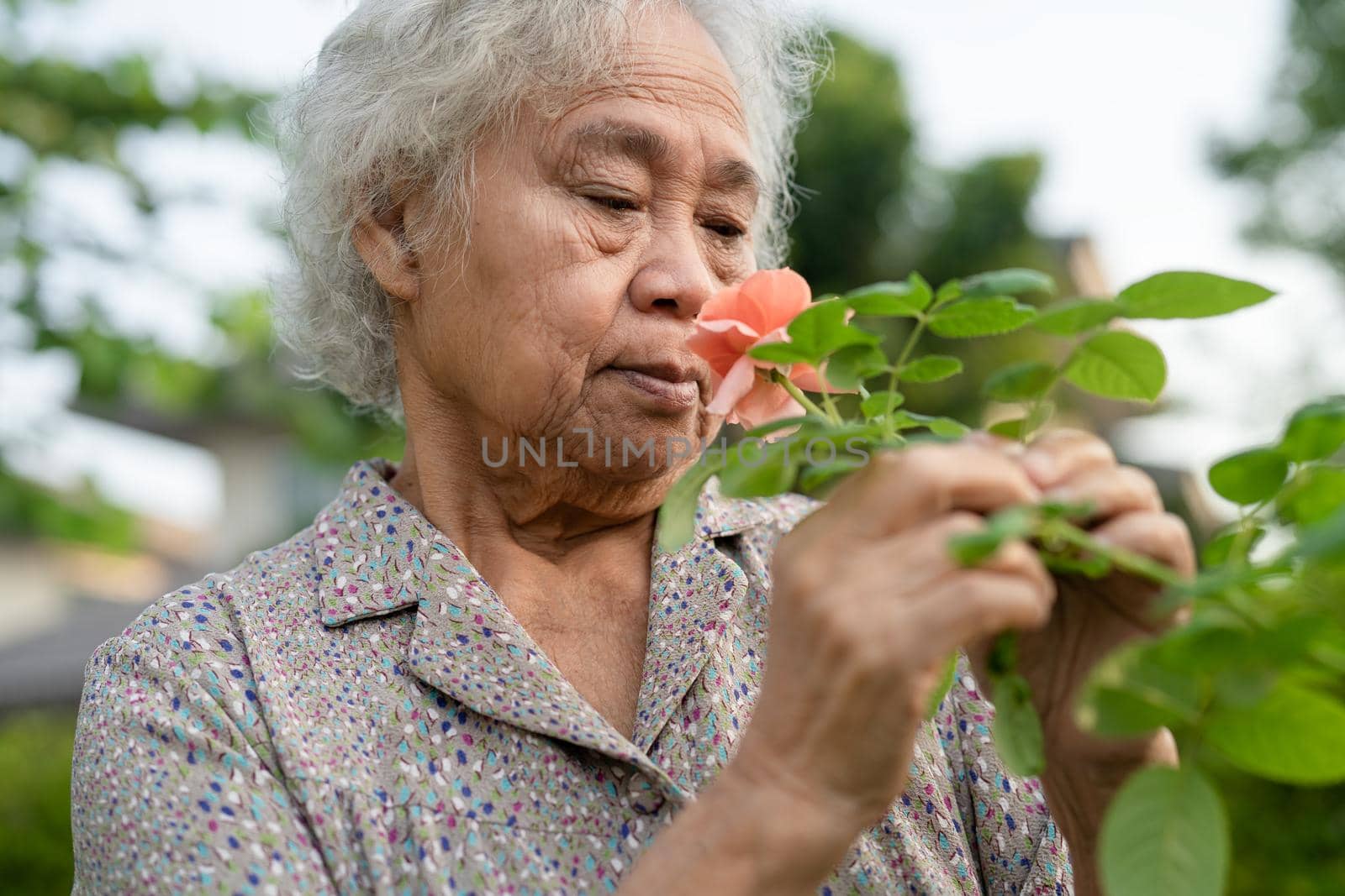 Asian senior or elderly old lady woman with pinkish orange rose flower in the sunny garden.