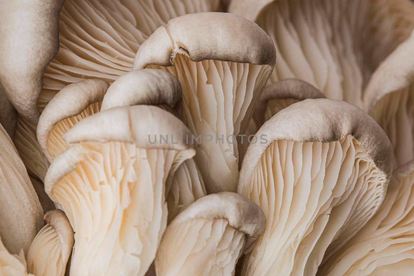 beautiful macro fresh mushroom. High resolution photo