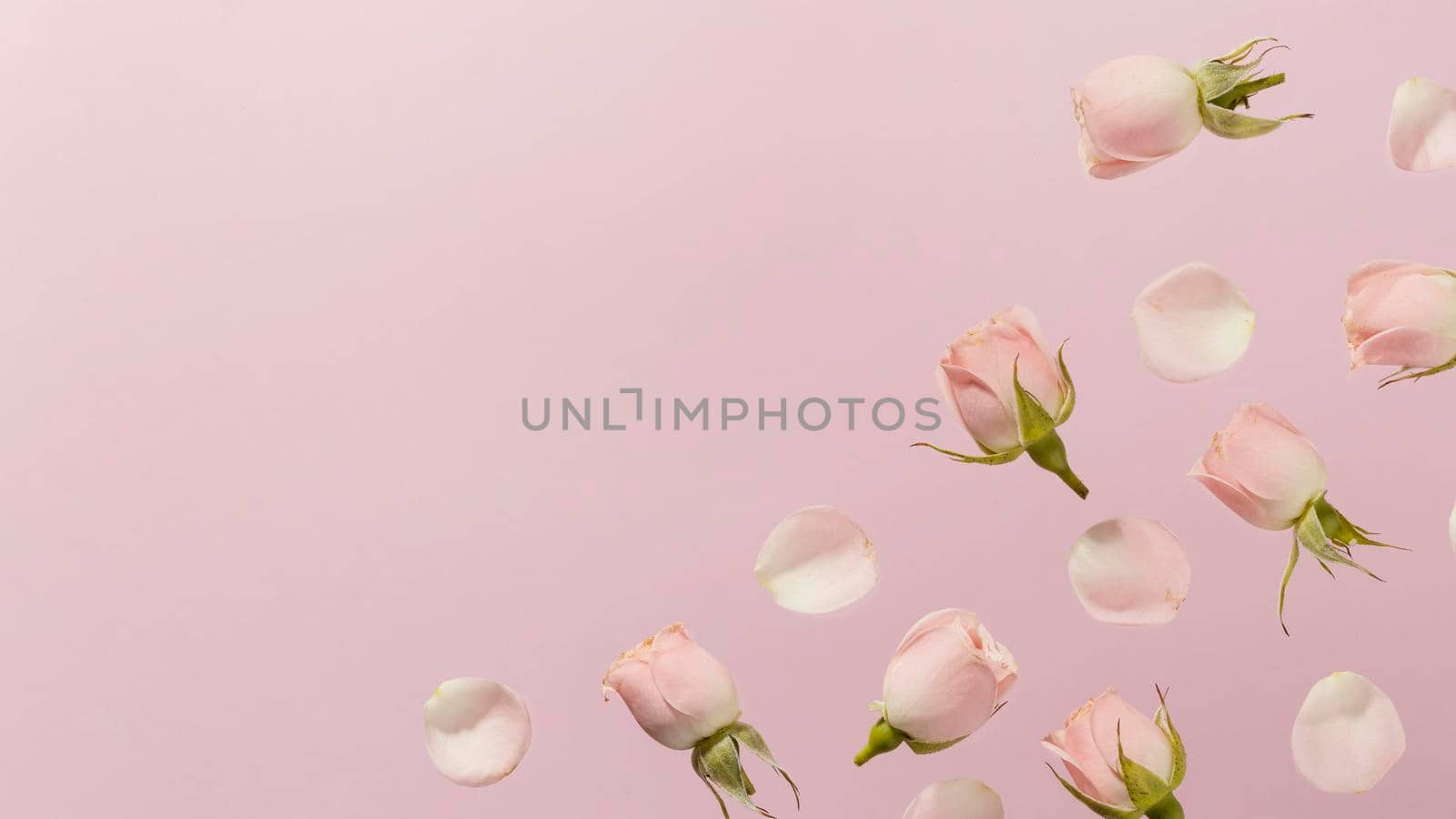 flat lay pink spring roses with . High resolution photo