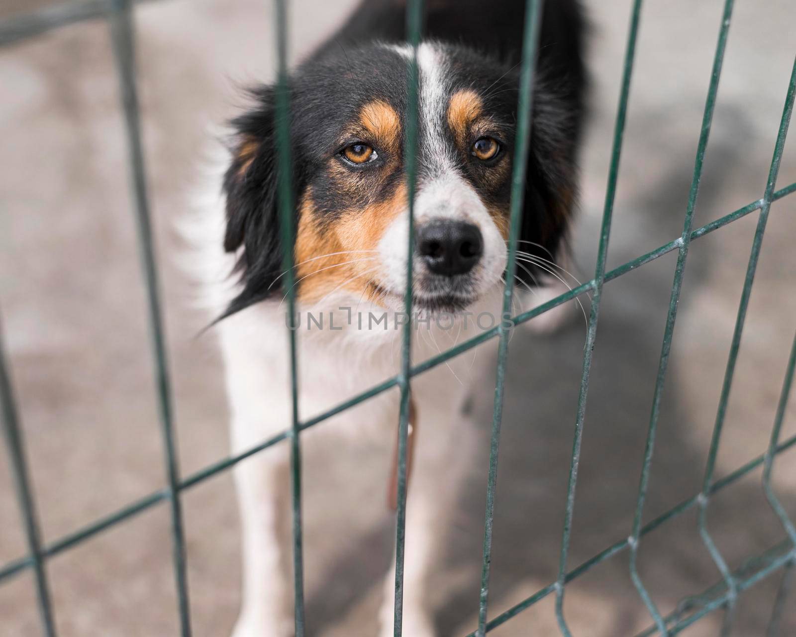 sad rescue dog fence adoption shelter. High resolution photo