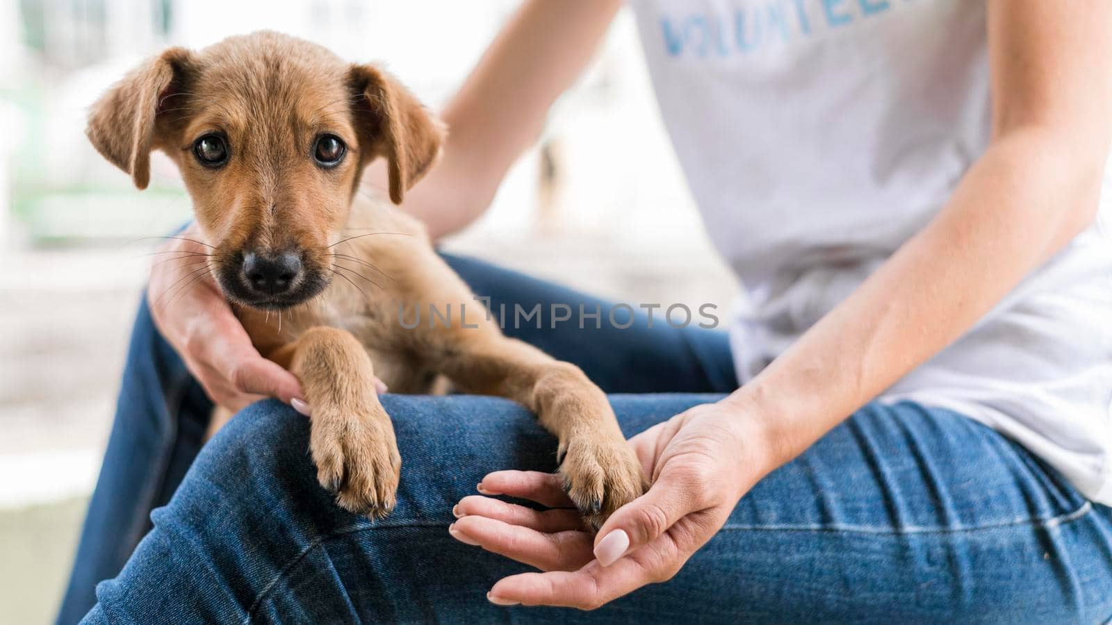 cute rescue dog shelter being held by woman. High resolution photo