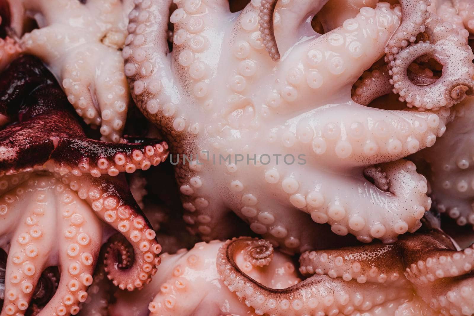 raw octopus wallpaper. High resolution photo