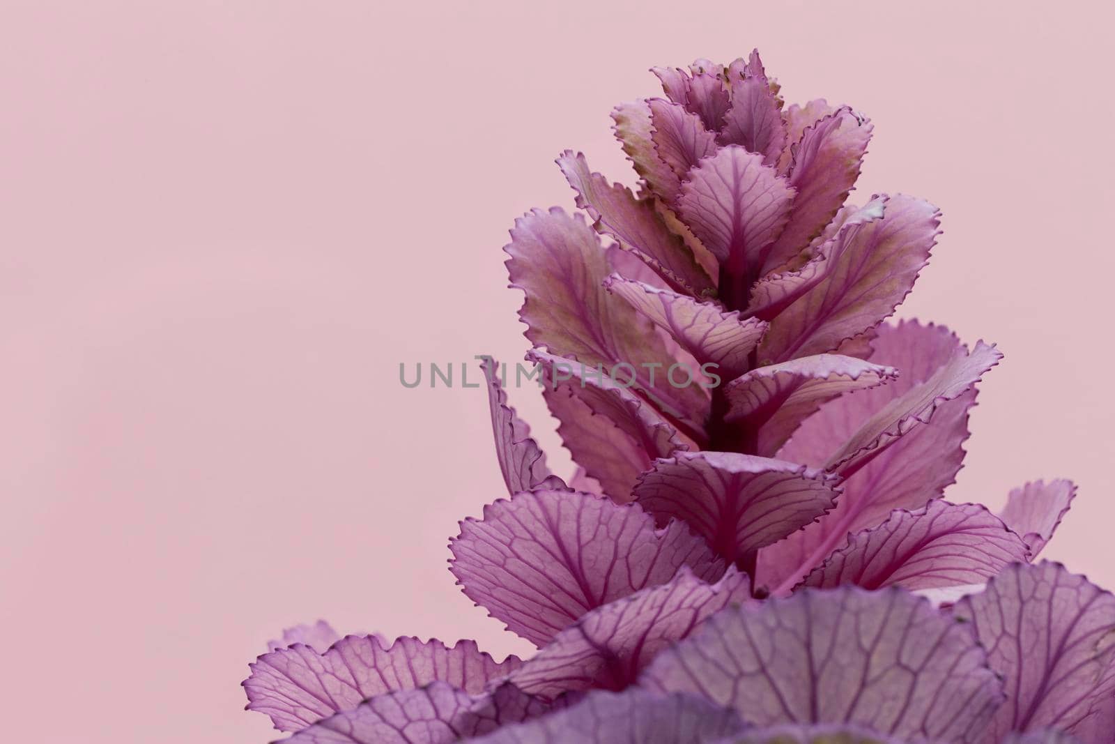front view spring plant with . High resolution photo