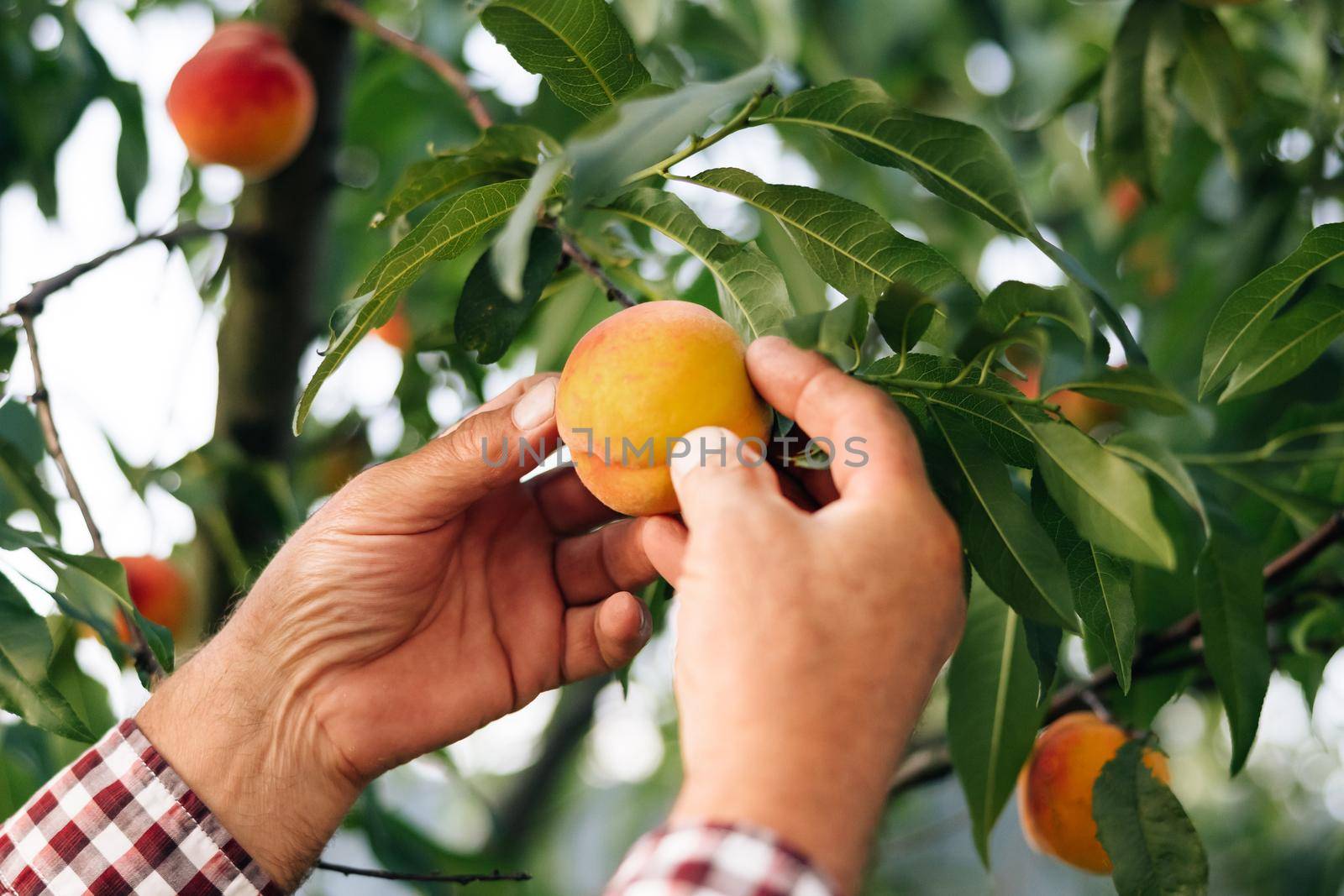 Mature farmer in uniform cultivating organic fresh peaches at private garden. Senior man in summer cap working at green garden and checking young peaches. Ripe fruits grow on the tree. Harvest.