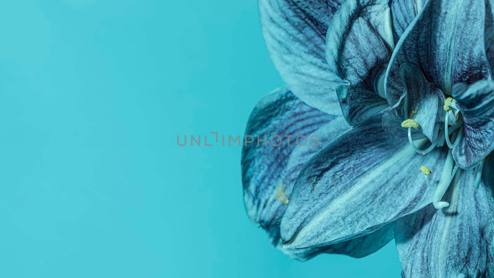 pretty macro blue flower. High resolution photo