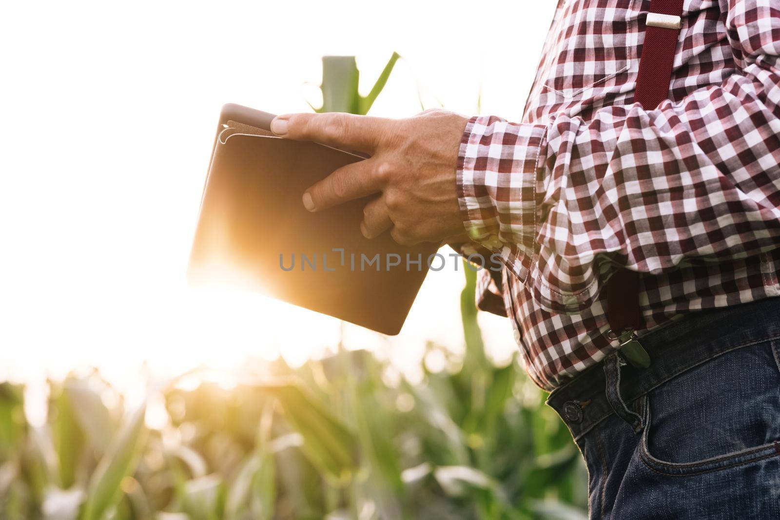 Farmer working in a cornfield, inspecting and tuning irrigation center pivot sprinkler system on tablet. Working in field harvesting crop. Agriculture concept.