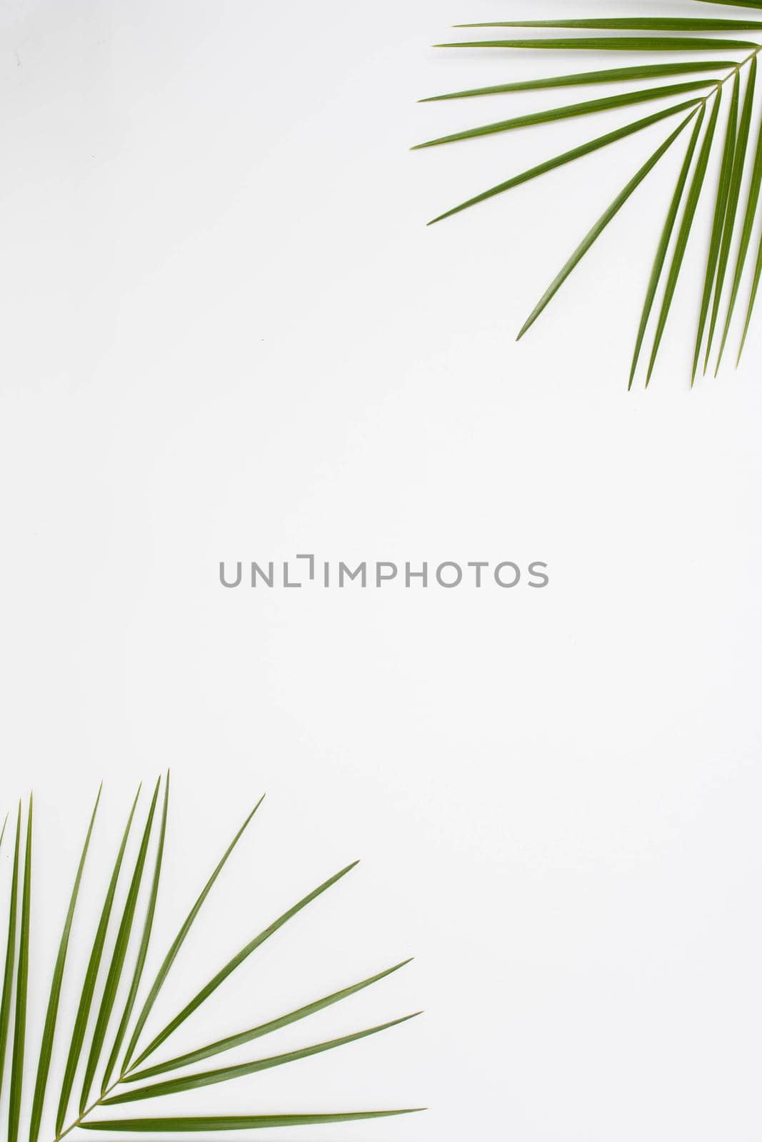 elevated view palm leaves corner white backdrop. High resolution photo
