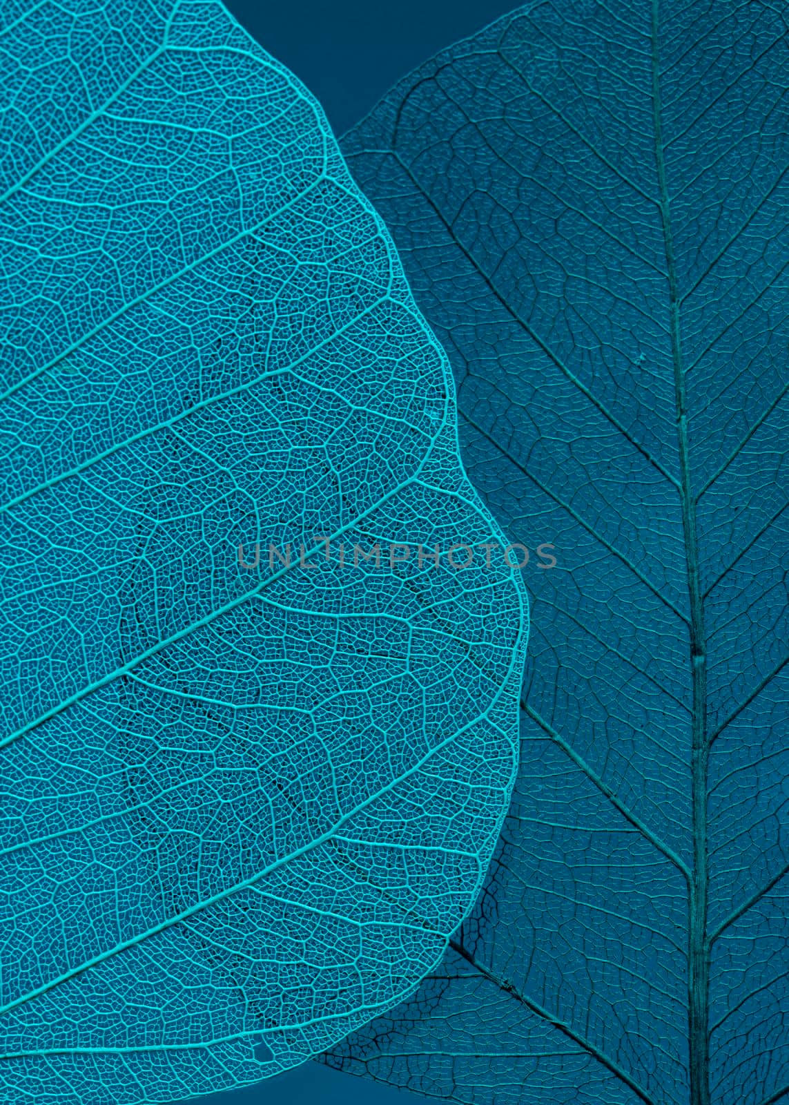 beautiful detailed macro leaf. High quality photo by Zahard