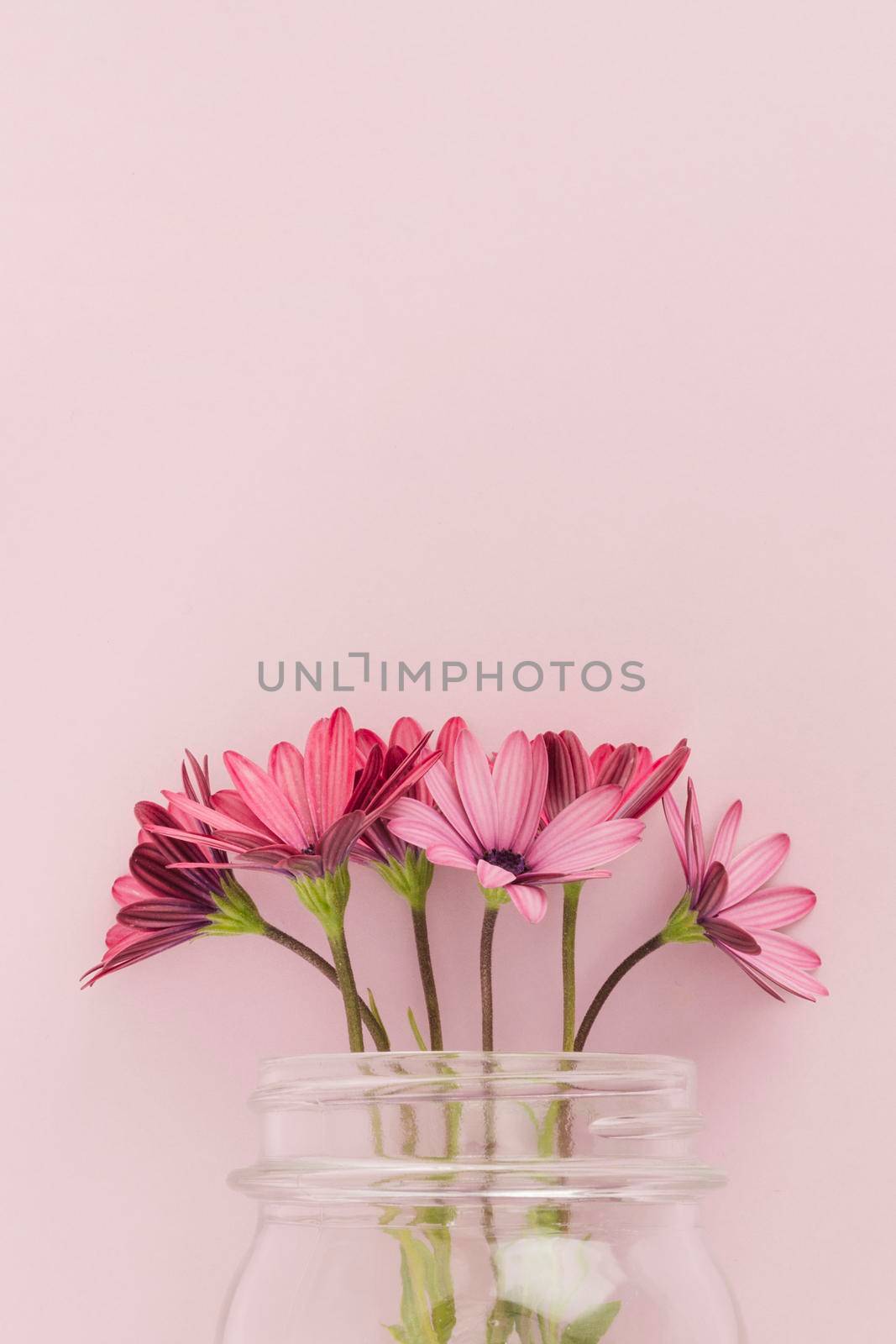 pink daisies inside glass jar. High resolution photo
