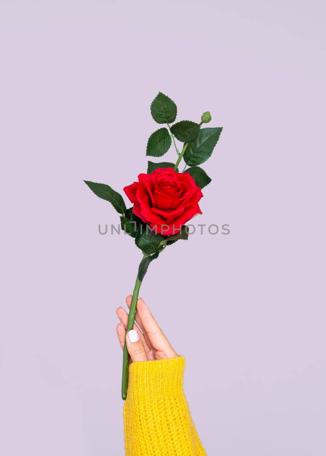 hand holding lovely rose. High resolution photo