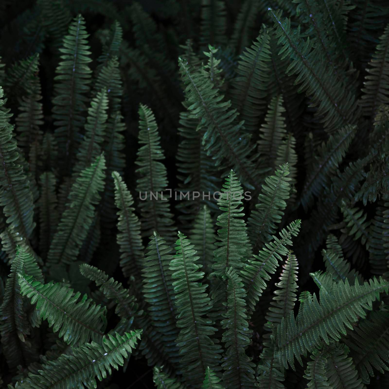 thicket wild fern. High quality photo by Zahard