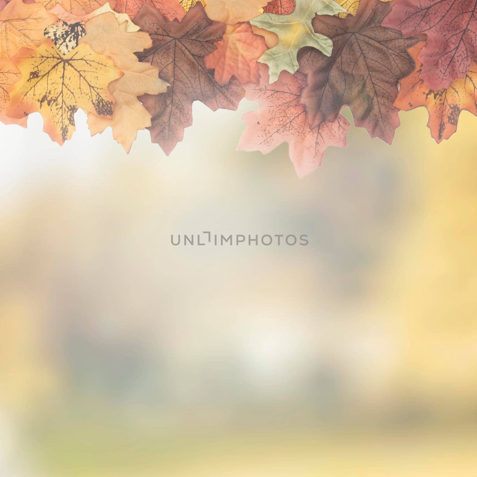 autumn maple leaves designed as top frame. High resolution photo