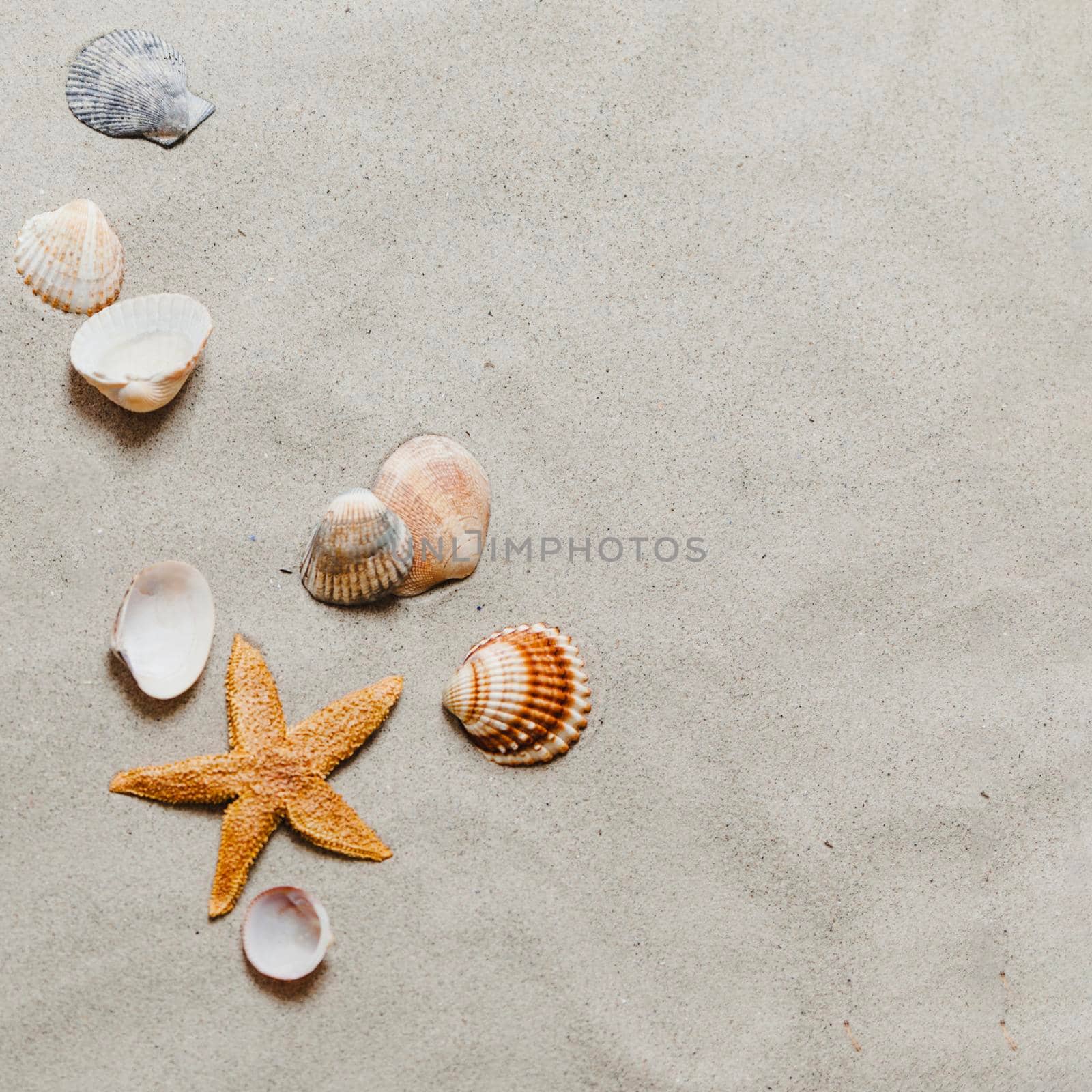 starfish shells beach. High resolution photo