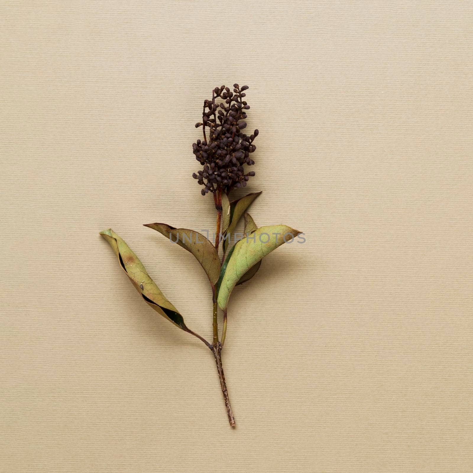 dried plant stem beige background. High quality photo by Zahard