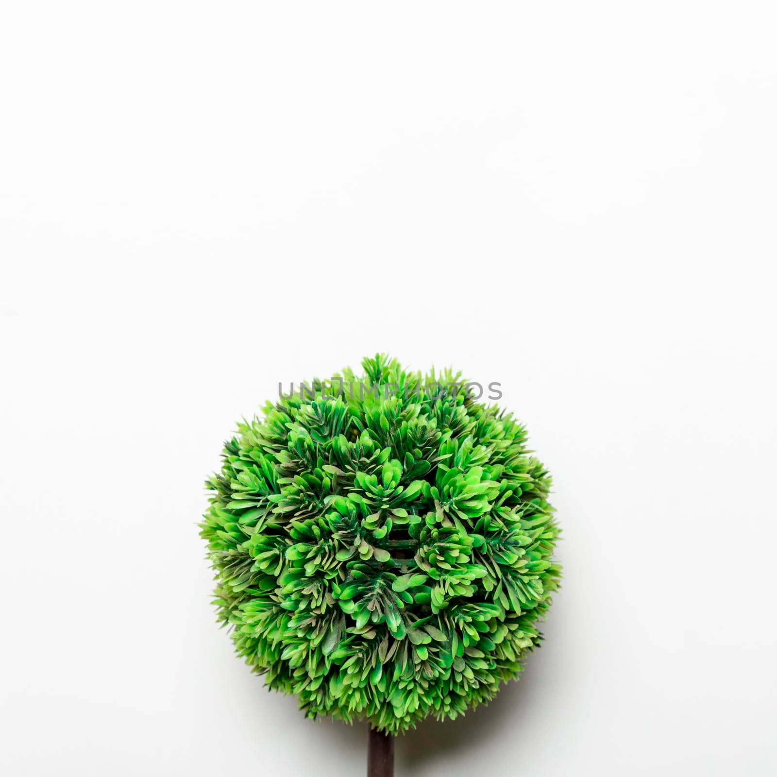 small green decorative tree. High quality photo by Zahard