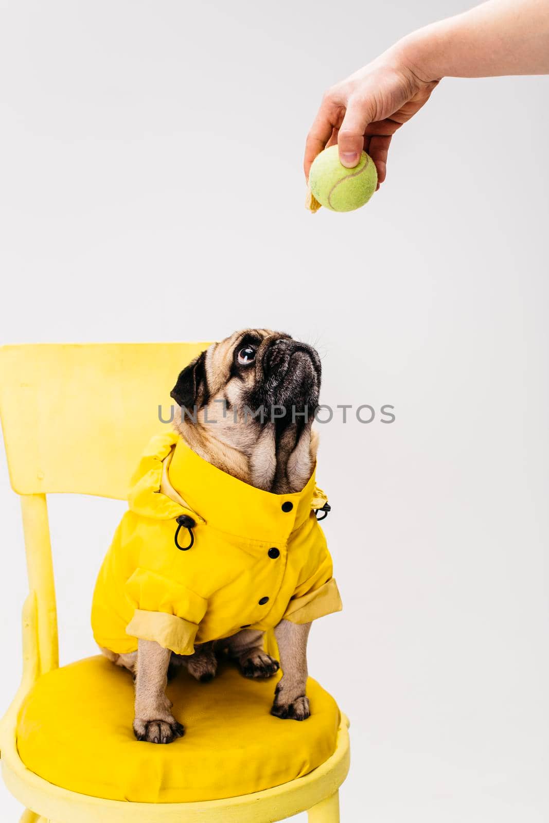 little attentive dog clothing sitting chair. High resolution photo
