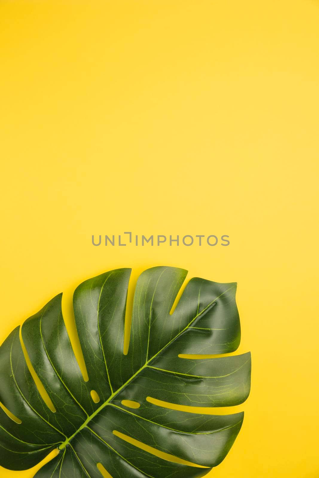 leaf palm tree orange background. High resolution photo