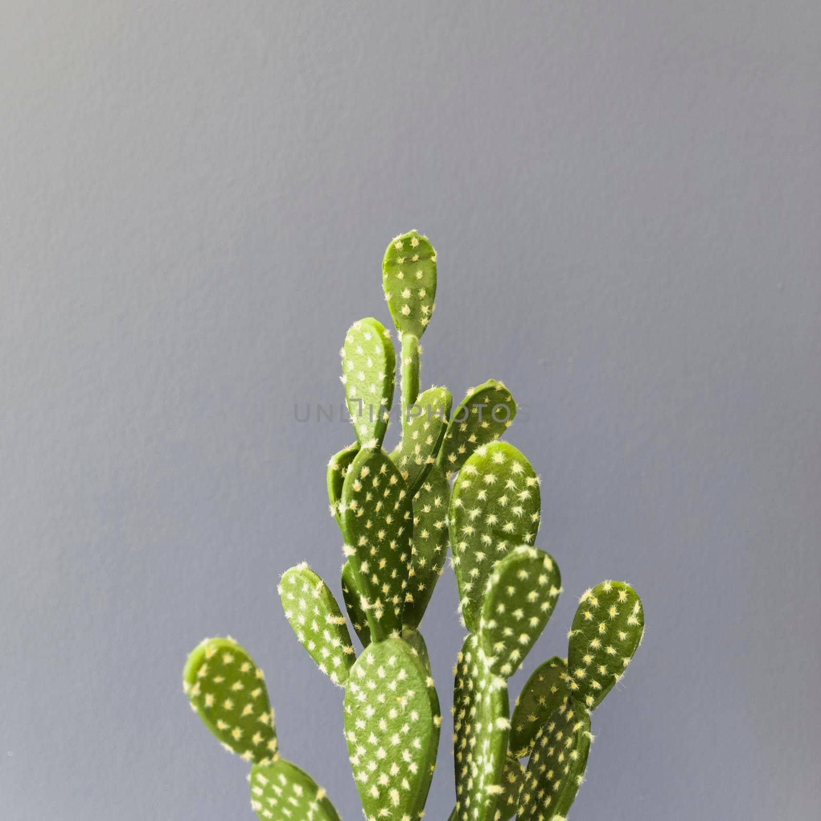 office cactus. High resolution photo