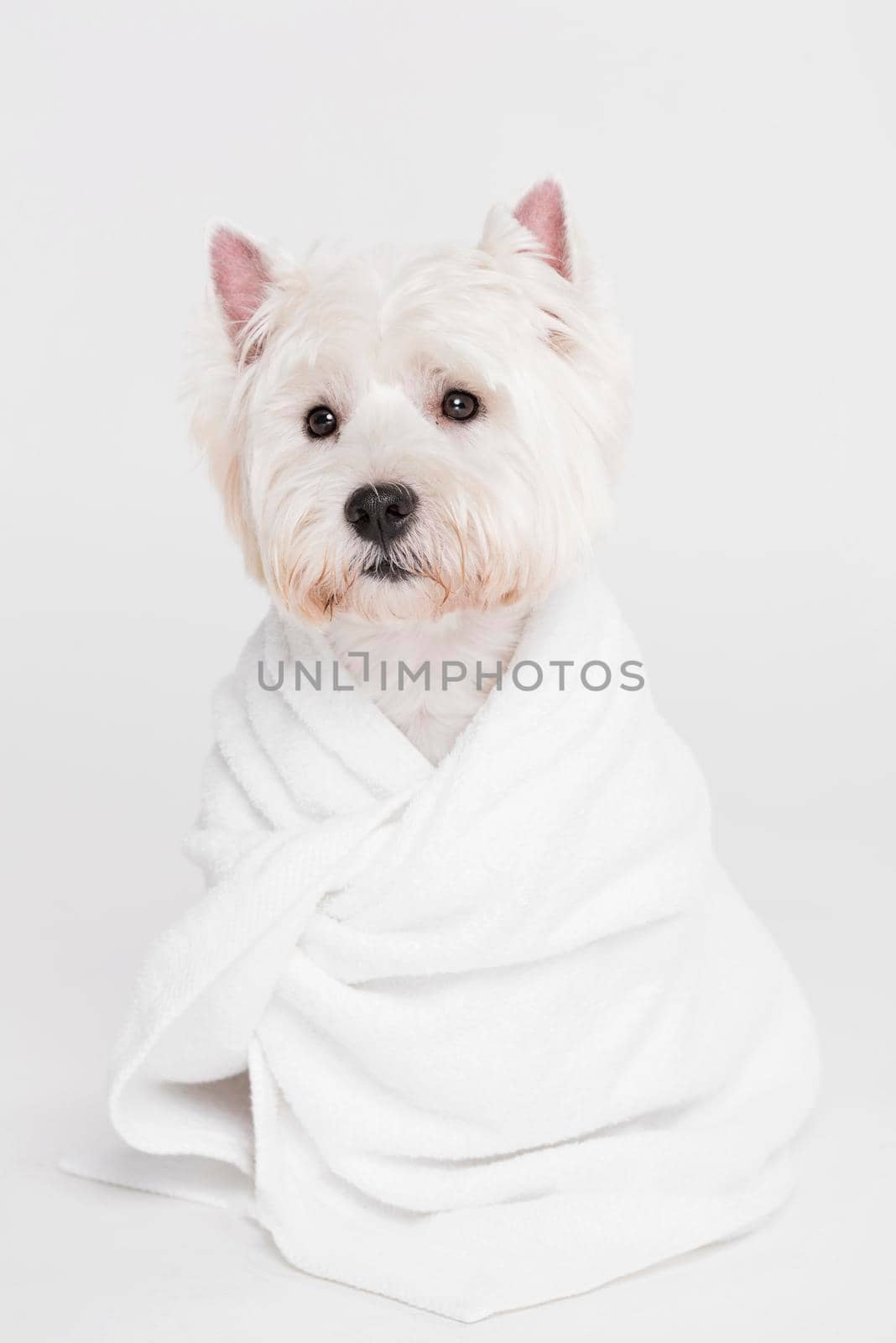 cute small dog sitting towel. High resolution photo