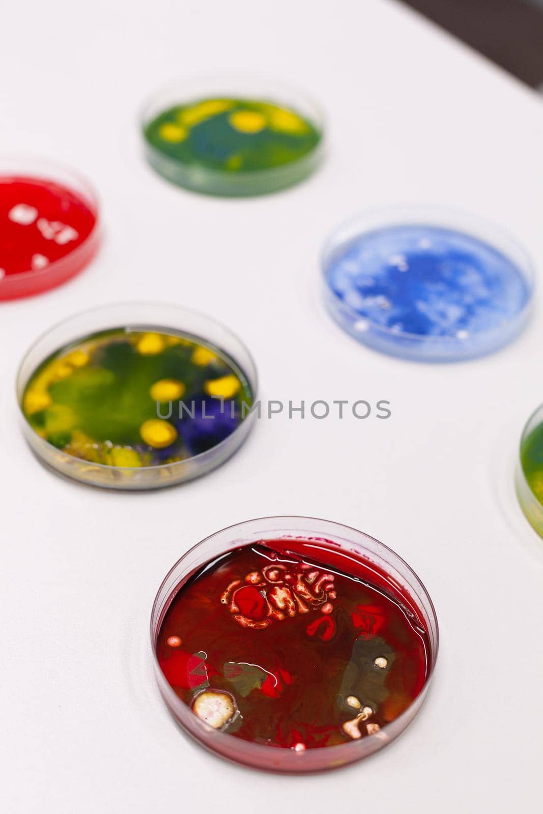 Petri dish with colony of microorganism standing on table in pharmaceutical microbiology hospital laboratory. Scientific biological bacteria liquid sample. Medical bacteriology experiment