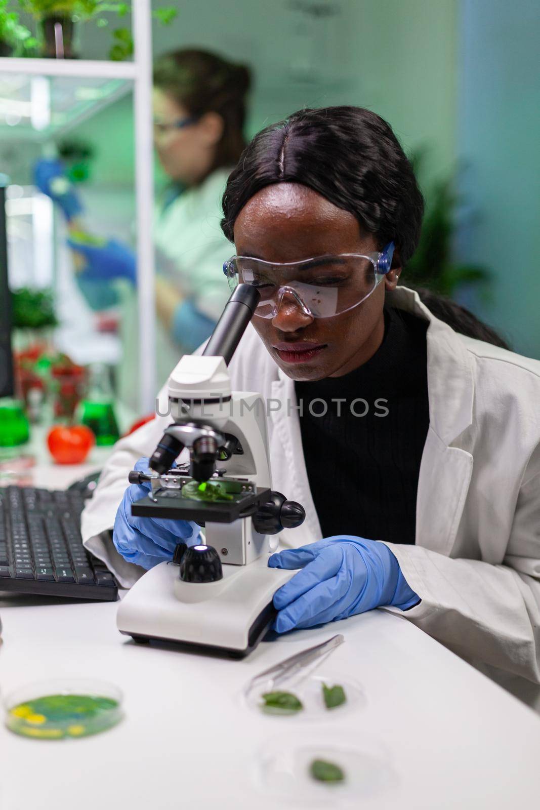 African biologist researcher analyzing gmo green leaf using medical microscope. Chemist scientist examining organic agriculture plants in microbiology scientific laboratory.