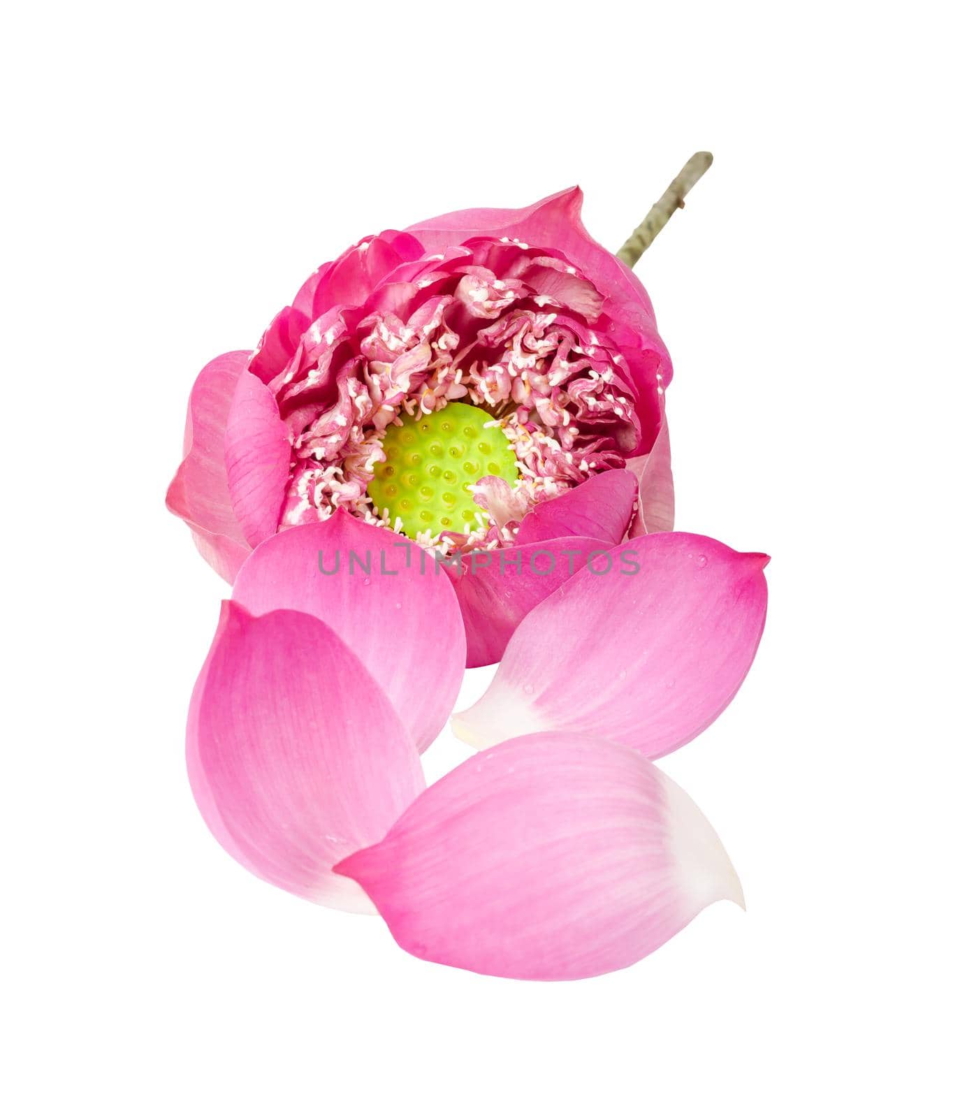 beautiful pink petal lotus flower isolated on white background. by Gamjai