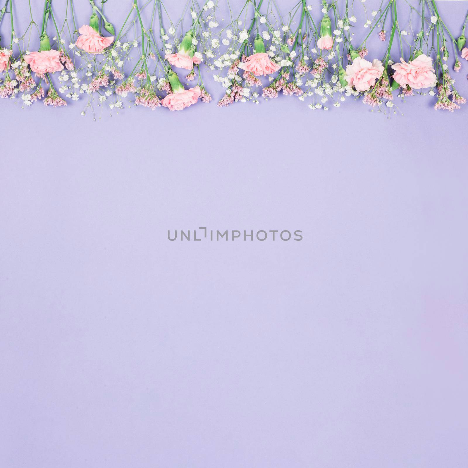 top border decorated limonium gypsophila carnations flowers purple backdrop. High resolution photo