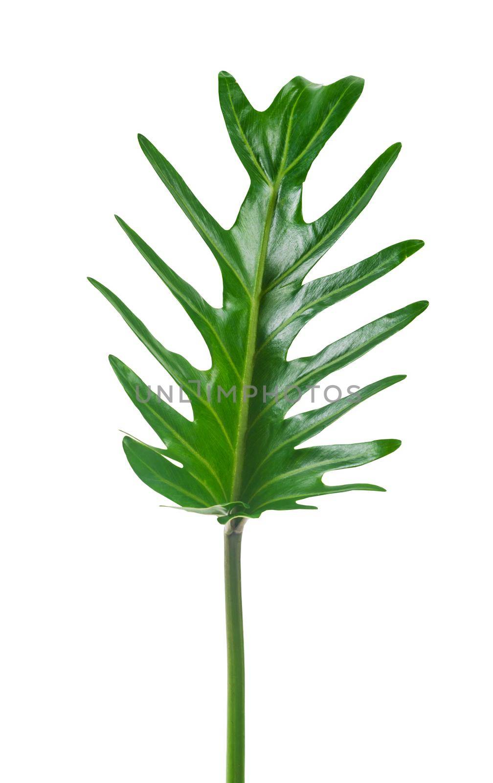 Philodendron xanadu Croat green leaf exotic shapes isolated on white background. by Gamjai